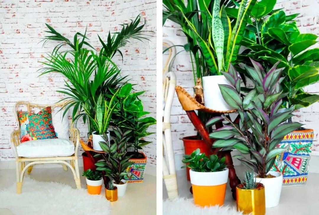 客廳綠植什么最好養(yǎng)_客廳 綠植_客廳綠植放什么好