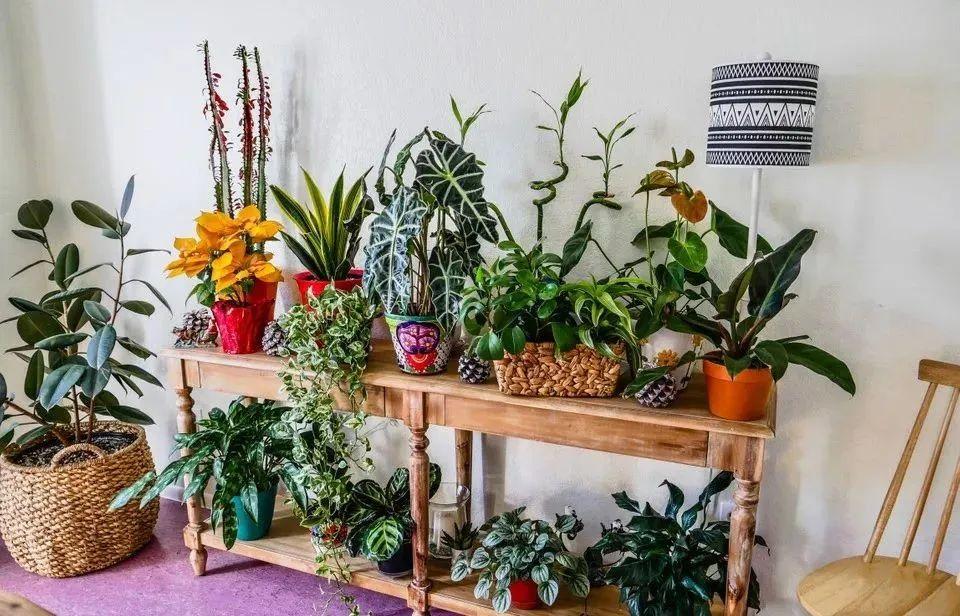 客廳 綠植_客廳綠植什么最好養(yǎng)_客廳綠植放什么好