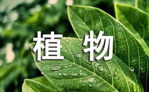 多肉植物怎么養(yǎng)才爆盆_多肉爆盆怎么養(yǎng)_多肉爆盆是什么意思