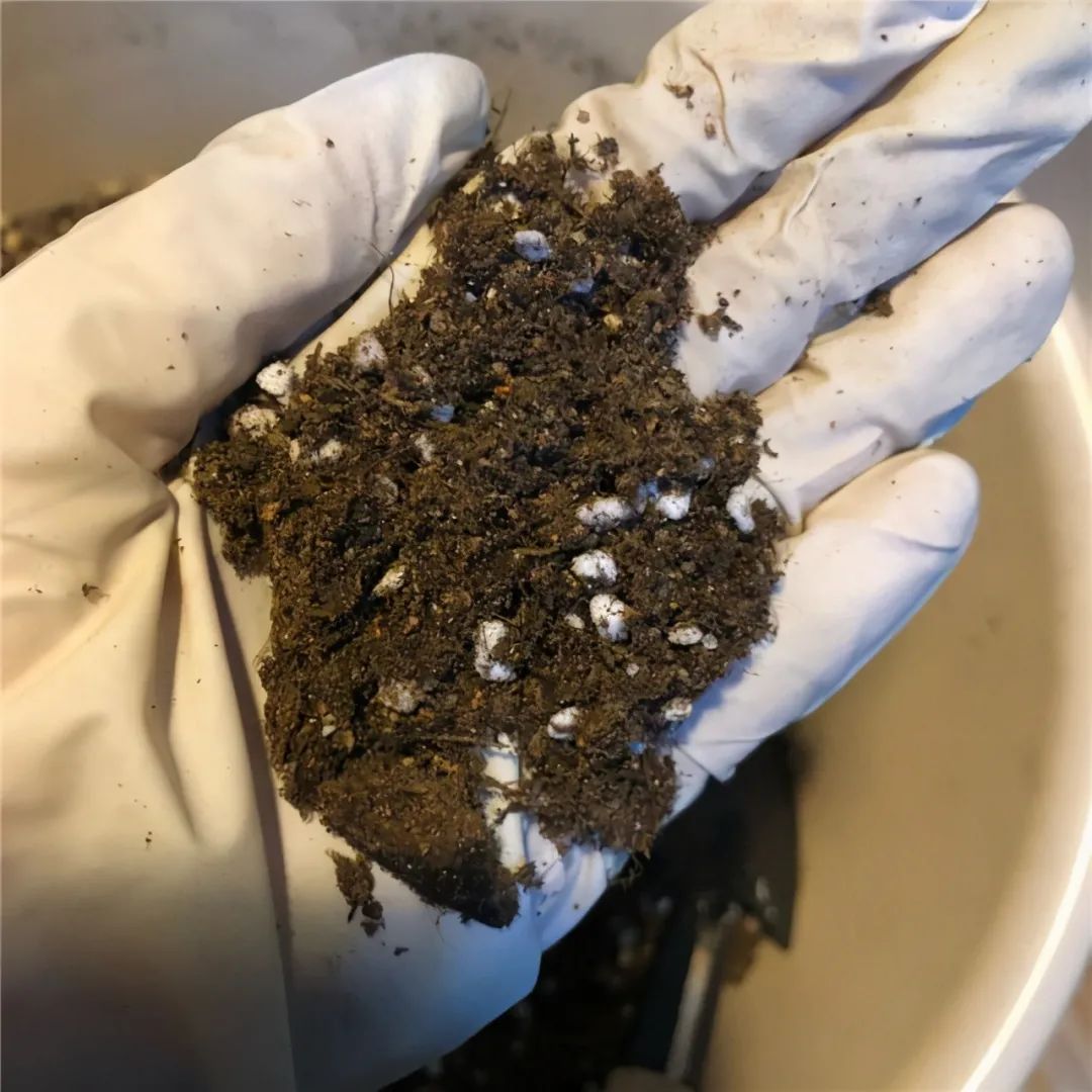 種多肉的土怎么配簡(jiǎn)單_土配種多肉簡(jiǎn)單易養(yǎng)嗎_不花錢配多肉土