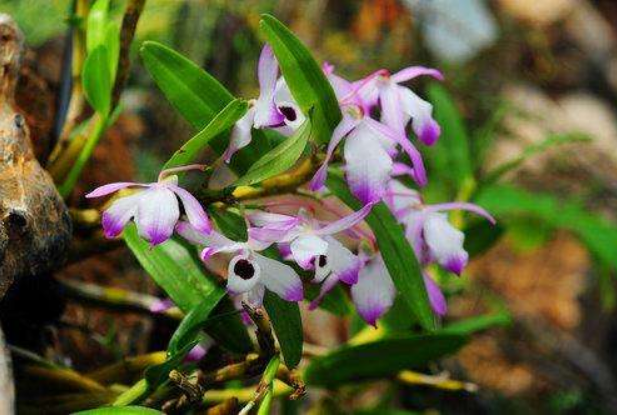 種植鐵皮石斛技術(shù)要求_鐵皮石斛種植技術(shù)_種植鐵皮石斛技術(shù)要點(diǎn)和方法