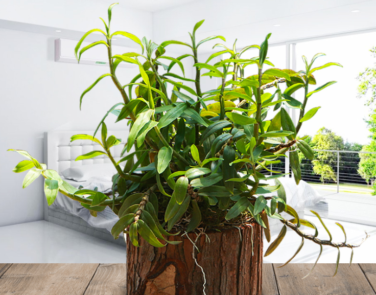 種植鐵皮石斛技術(shù)要點(diǎn)和方法_鐵皮石斛種植技術(shù)_種植鐵皮石斛技術(shù)要求