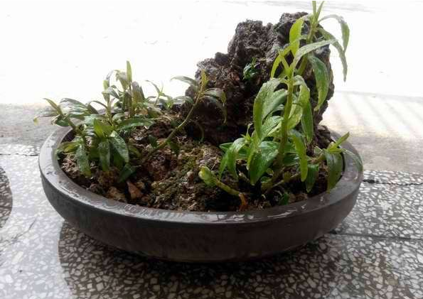 種植鐵皮石斛技術(shù)要求_種植鐵皮石斛技術(shù)要點(diǎn)和方法_鐵皮石斛種植技術(shù)