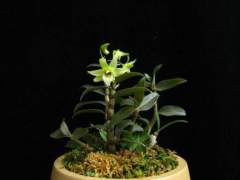 在家盆栽鐵皮石斛，養(yǎng)護(hù)過程中需要注意的幾點，做好了開花成串