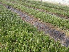 火龍果種植技術(shù)掌握指南（從育苗到收獲，了解火龍果的全過程）