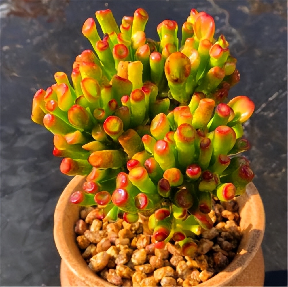 吸財(cái)樹多肉_吸財(cái)樹多肉葉子發(fā)皺_吸財(cái)樹多肉怎么養(yǎng)