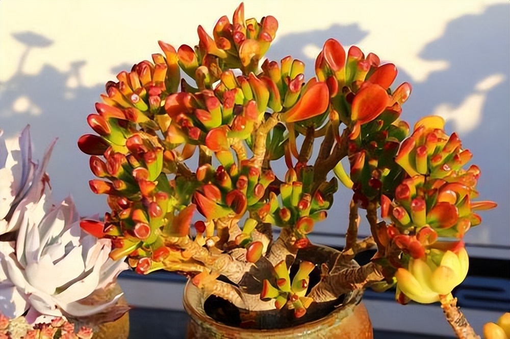 吸財(cái)樹多肉_吸財(cái)樹多肉怎么養(yǎng)_吸財(cái)樹多肉葉子發(fā)皺