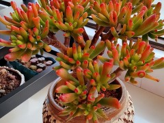 新手春天養(yǎng)吸財樹，教你幾個小妙招，輕松養(yǎng)成小老樁，寓意美好