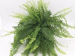 盤點(diǎn)15種“耐陰花”，適合光照不好的房間，還能凈化空氣