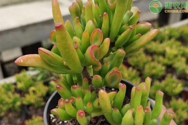 客廳養(yǎng)什么綠植_客廳養(yǎng)綠植風(fēng)水禁忌_客廳養(yǎng)綠植多了好嗎