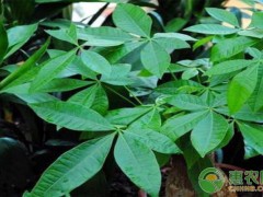 客廳養(yǎng)什么綠植最旺家？