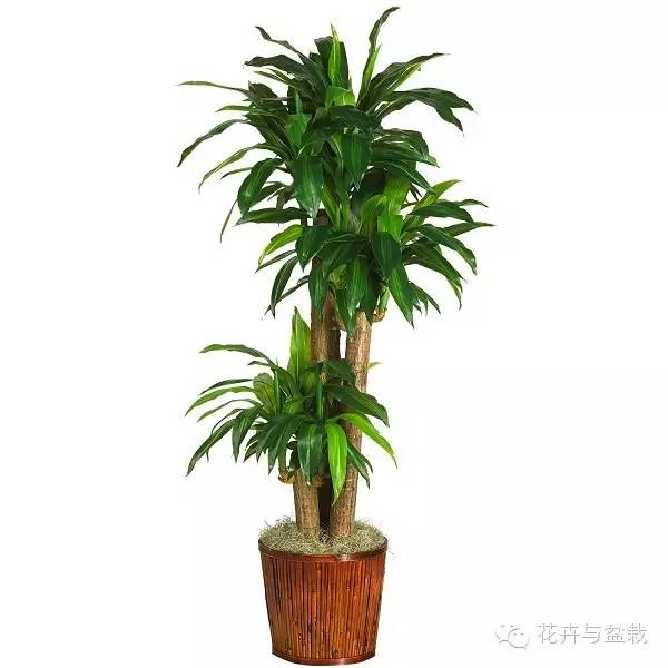 室內(nèi)常用綠植_常用室內(nèi)綠植有哪些_常用室內(nèi)綠植品種