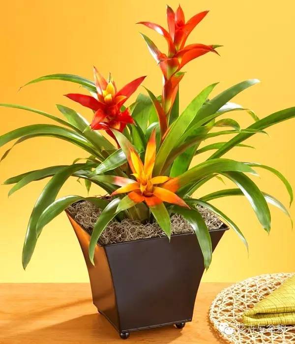 常用室內(nèi)綠植品種_常用室內(nèi)綠植有哪些_室內(nèi)常用綠植