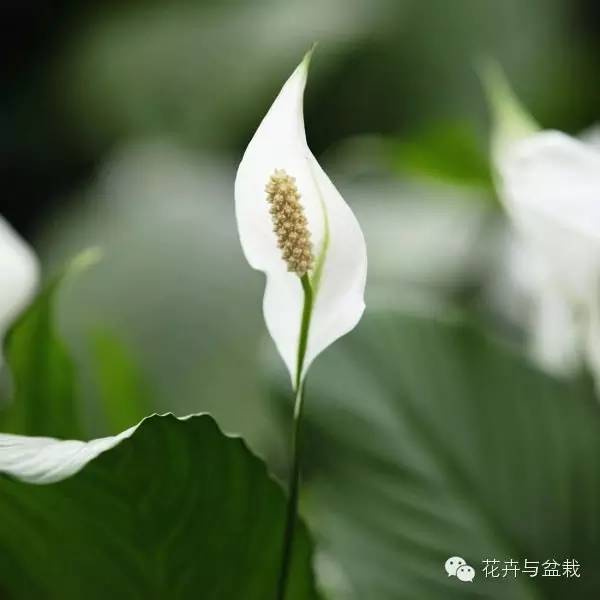 常用室內(nèi)綠植有哪些_常用室內(nèi)綠植品種_室內(nèi)常用綠植