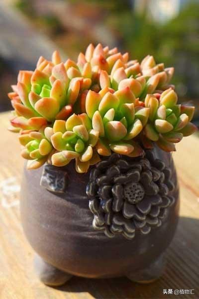 養(yǎng)馬庫斯多肉好不好_多肉植物馬庫斯怎么養(yǎng)_馬庫斯多肉好養(yǎng)嗎