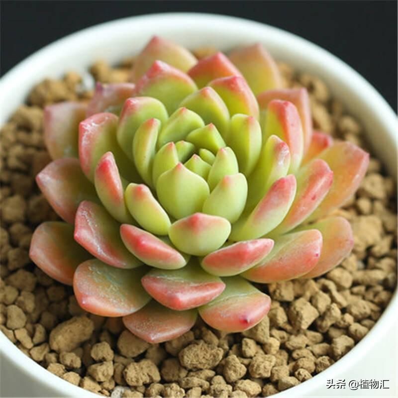 馬庫斯多肉好養(yǎng)嗎_養(yǎng)馬庫斯多肉好不好_多肉植物馬庫斯怎么養(yǎng)