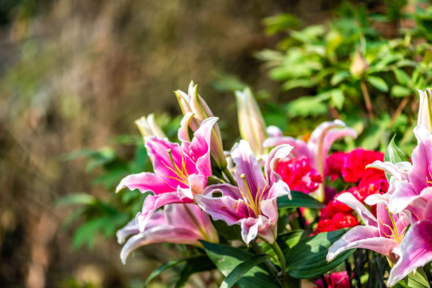 百合種植_百合種植畝產(chǎn)值及利潤(rùn)_百合種植技術(shù)與栽培管理