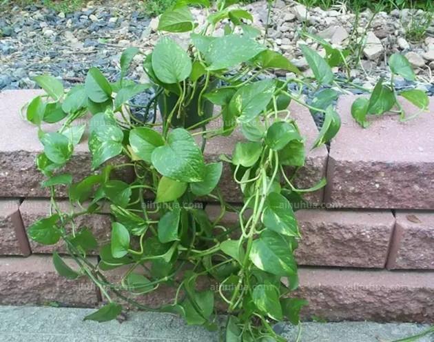 適合室內(nèi)綠植_室內(nèi)綠植適合栽什么_室內(nèi)綠植適合什么肥料