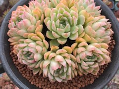 多肉種類有很多，應(yīng)該怎么選？首選蓮花座，不容易徒長