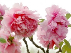 它被稱為“香水之花”，落地就活，冬天凍不死，還花艷百日紅