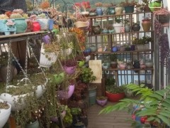 為了多肉買個大院子，期待搬家之余紀(jì)念下我的小陽臺！