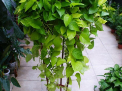 秋天養(yǎng)這8種綠植，深受花友喜愛，好養(yǎng)耐養(yǎng)，花期長開花多