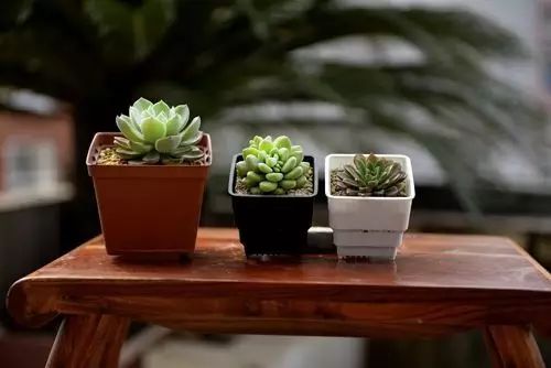 適合在室內(nèi)養(yǎng)的多肉植物_室內(nèi)養(yǎng)植物多肉適合什么土壤_室內(nèi)養(yǎng)植物多肉適合什么花盆