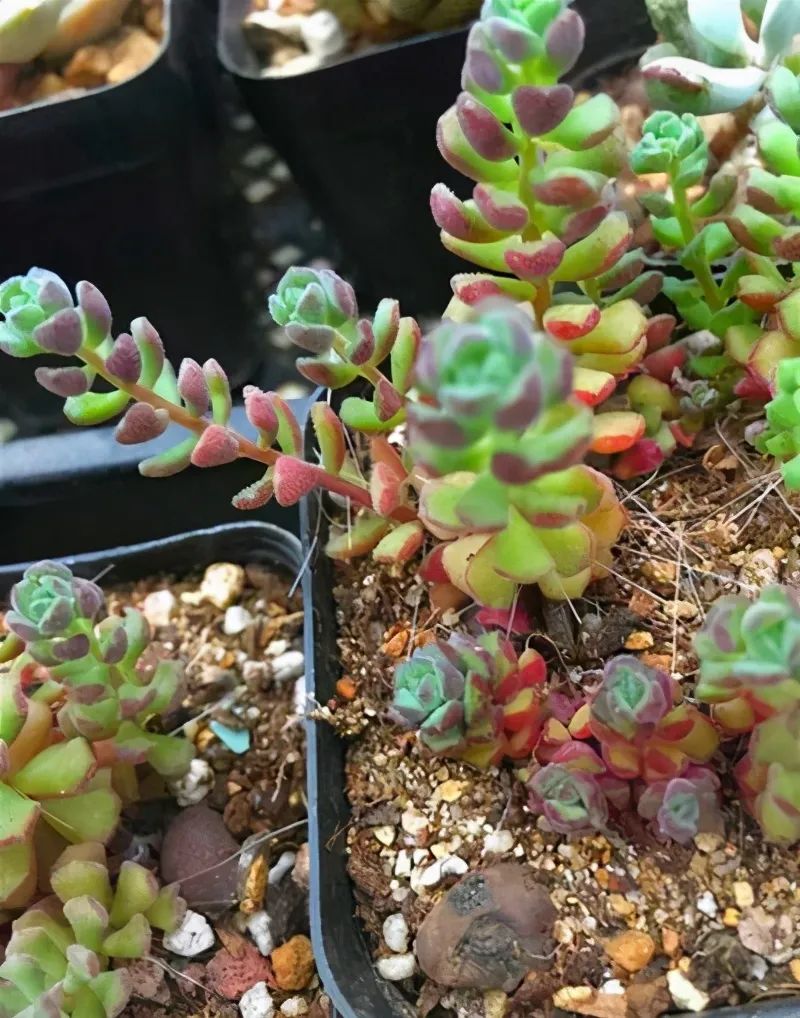 多肉長氣生根是什么原因_多肉長出氣生根_多肉植物生根