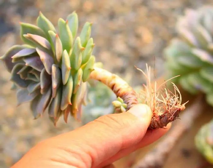 多肉長氣生根是什么原因_多肉長出氣生根_多肉植物生根