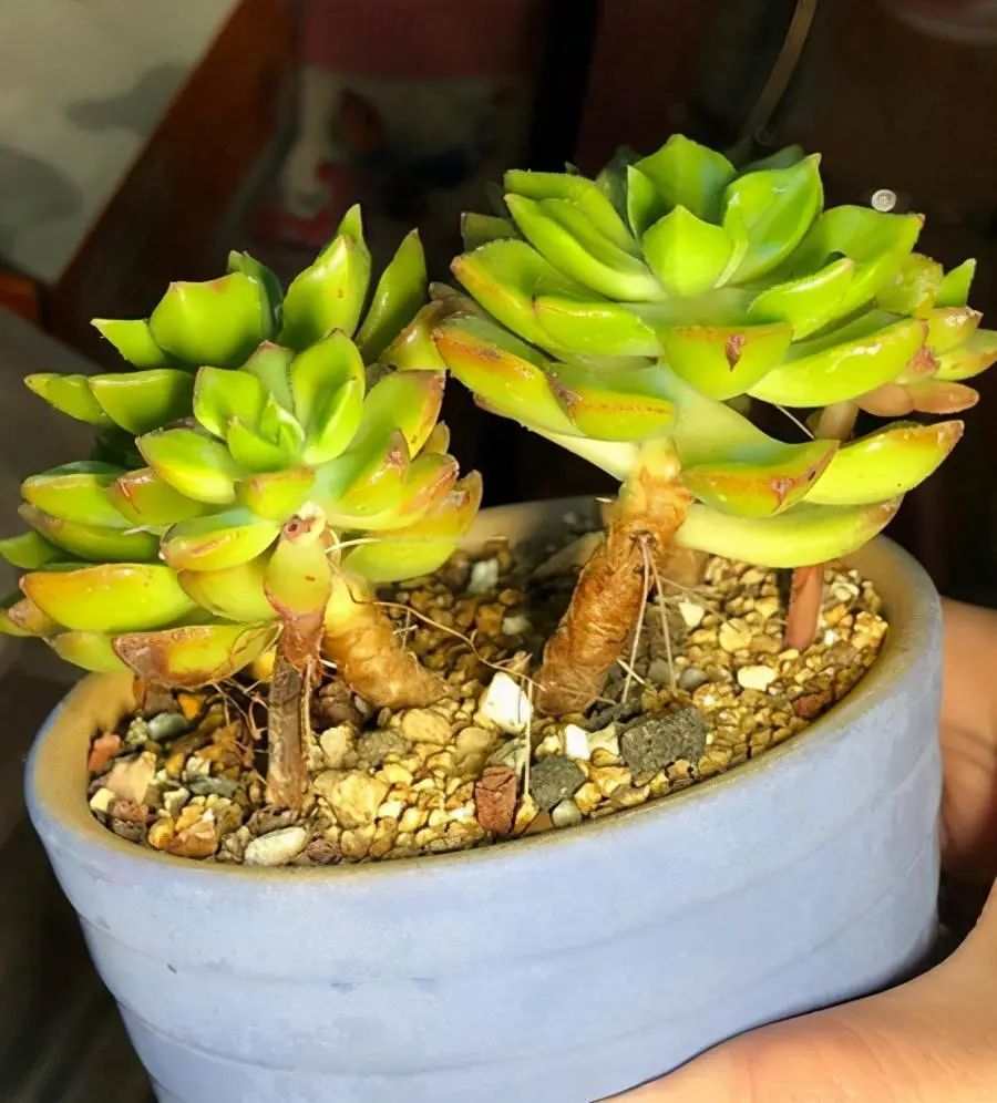 多肉植物生根_多肉長出氣生根_多肉長氣生根是什么原因