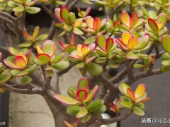 客廳養(yǎng)這12種綠植和8款花卉，顏值高，壽命長，還很好活易打理