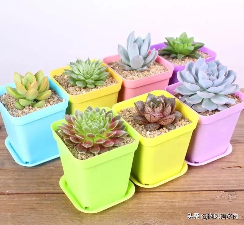 曬能太陽(yáng)種多肉下水嗎_多肉植物太陽(yáng)曬太多可以嗎_多肉剛種下能曬太陽(yáng)嗎