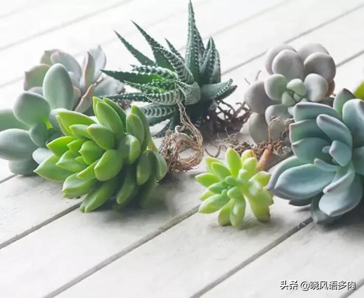 多肉剛種下能曬太陽(yáng)嗎_多肉植物太陽(yáng)曬太多可以嗎_曬能太陽(yáng)種多肉下水嗎