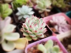 多肉小苗曬太陽有講究，掌握一點，不收空盆，逆襲胖富美