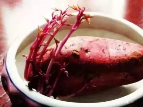 紅薯種植水培方法和技術(shù)_紅薯怎樣水培種植技術(shù)_水培紅薯的種植方法