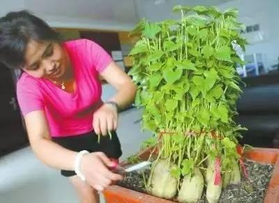 紅薯種植水培方法和技術(shù)_水培紅薯的種植方法_紅薯怎樣水培種植技術(shù)