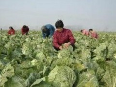 立秋后種這7種蔬菜，好管理宜儲(chǔ)存，能吃到春節(jié)后