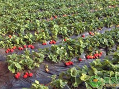 大棚草莓需要打什么藥？