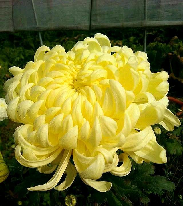 菊花種植時(shí)候好種嗎_菊花什么時(shí)候種植最好_菊花種植時(shí)候好養(yǎng)嗎