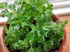 秋天了，養(yǎng)菊花注意做好這幾點(diǎn)，菊花蹭蹭竄花苞，不斷開花開到爆