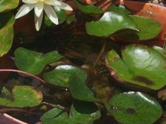 睡蓮的種植方法，播種前需進(jìn)行破口