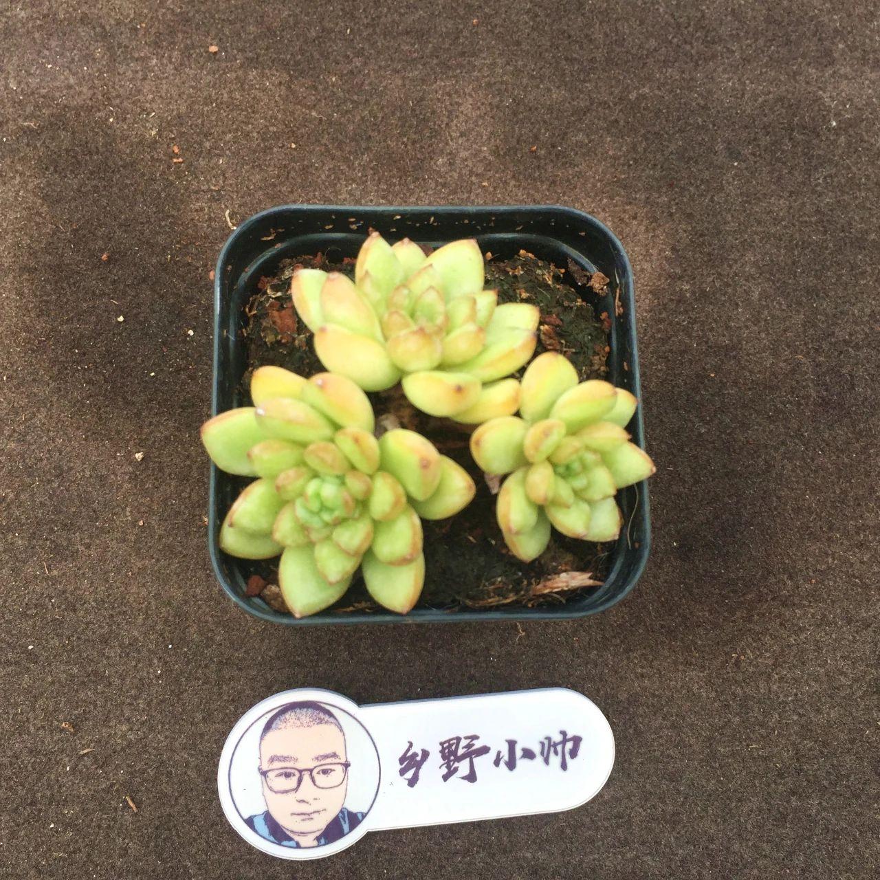 多肉麥稈的養(yǎng)殖方法和注意事項(xiàng)_多肉植物麥稈怎么養(yǎng)_多肉麥稈養(yǎng)護(hù)