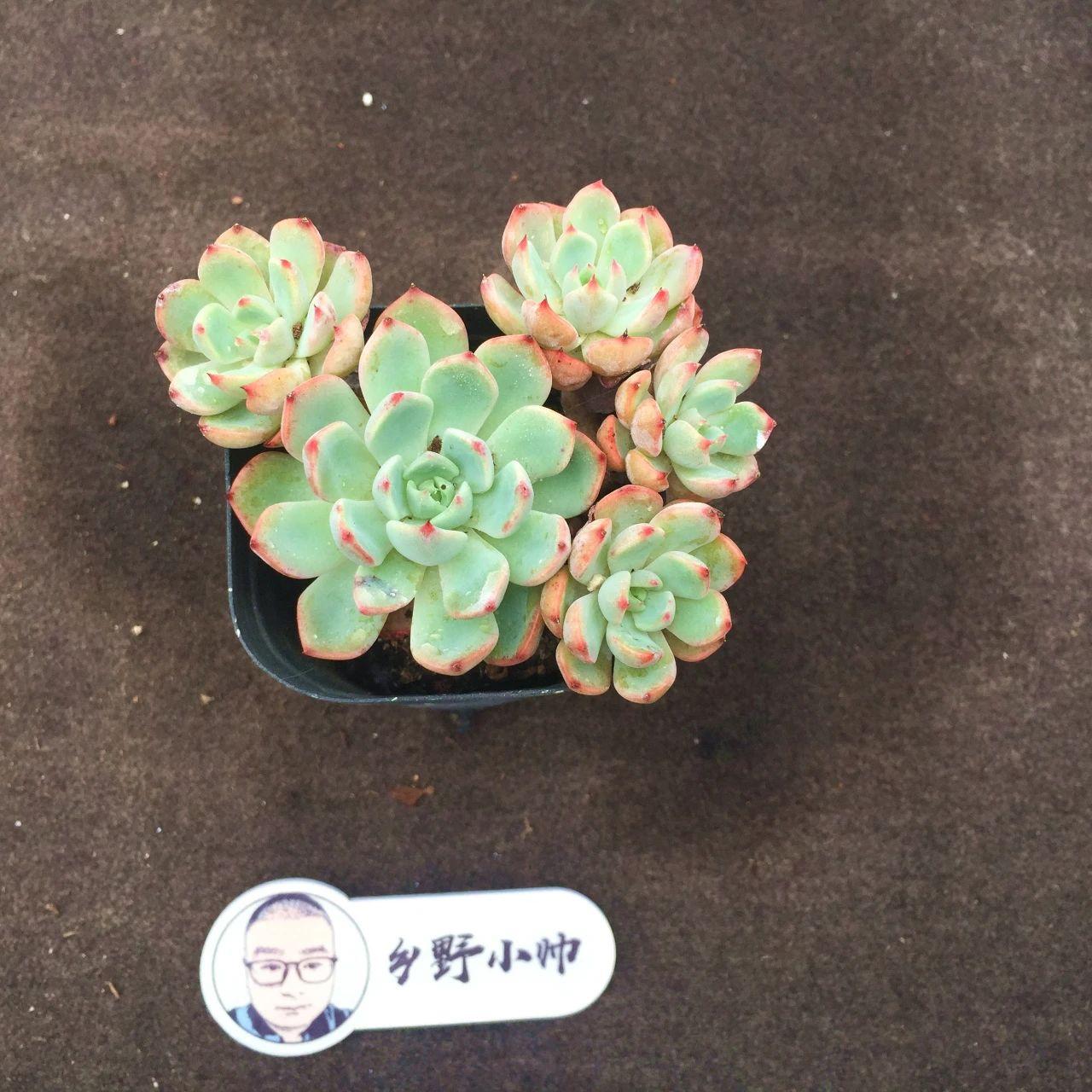 多肉麥稈養(yǎng)護(hù)_多肉植物麥稈怎么養(yǎng)_多肉麥稈的養(yǎng)殖方法和注意事項(xiàng)