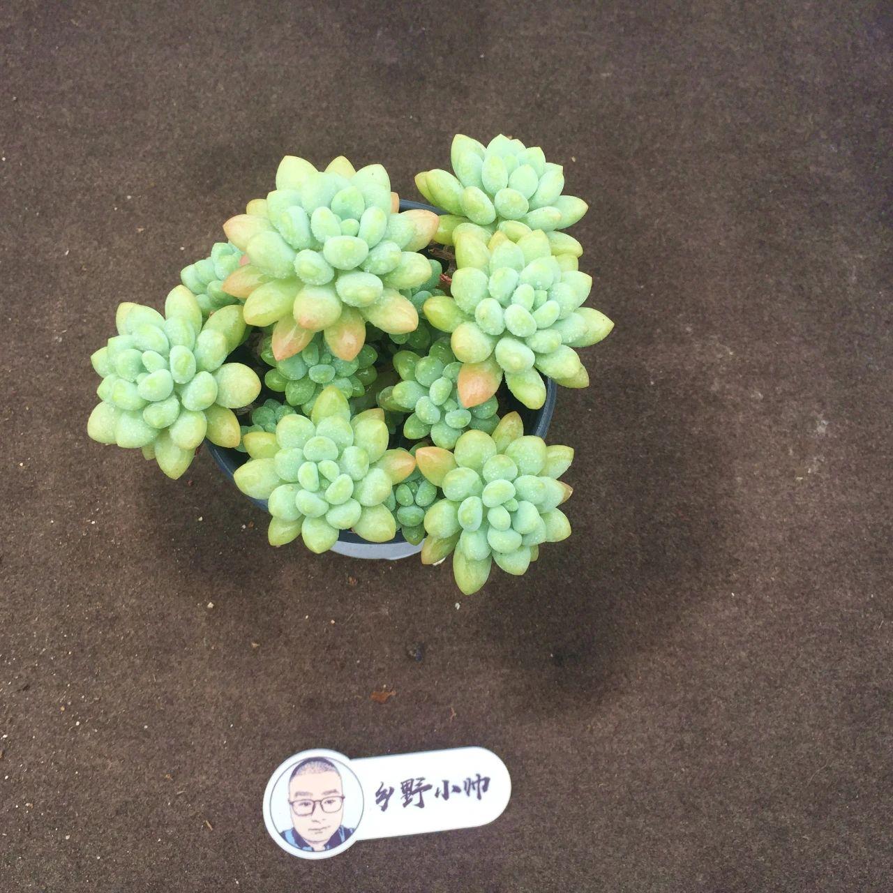 多肉麥稈養(yǎng)護(hù)_多肉植物麥稈怎么養(yǎng)_多肉麥稈的養(yǎng)殖方法和注意事項(xiàng)