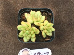 分享精品多肉，群生的小老樁，一起看看吧