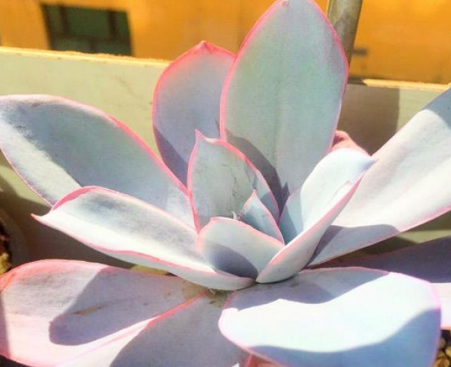 藍絲絨多肉好度夏嗎_藍絲絨多肉好養(yǎng)嗎_藍絲絨多肉