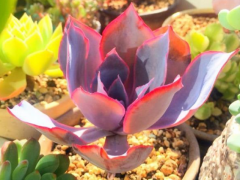 這些多肉植物的葉子比較薄，綻放的葉片都那么美