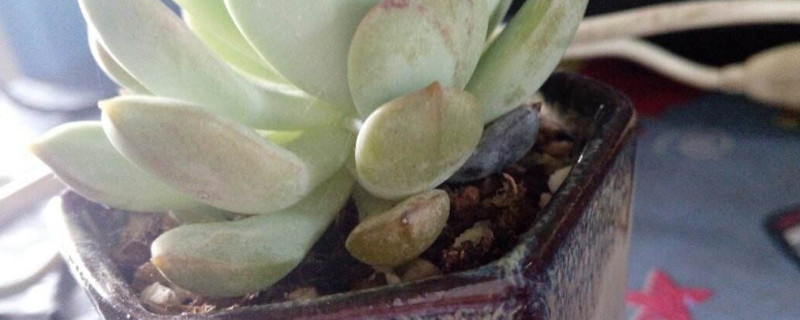 多肉葉子發(fā)黃一碰就掉什么原因_原因碰葉子發(fā)黃掉多肉怎么辦_多肉葉發(fā)黃一碰就掉