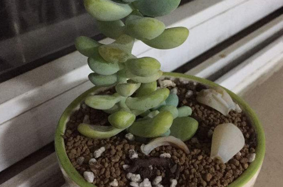 多肉葉發(fā)黃一碰就掉_原因碰葉子發(fā)黃掉多肉怎么辦_多肉葉子發(fā)黃一碰就掉什么原因