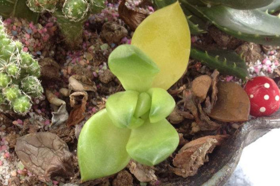 原因碰葉子發(fā)黃掉多肉怎么辦_多肉葉發(fā)黃一碰就掉_多肉葉子發(fā)黃一碰就掉什么原因